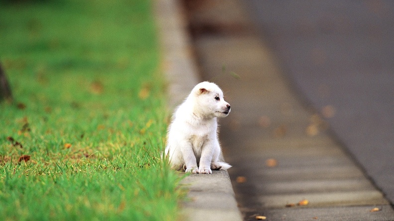 Cute Lonely Puppy-Animal Photo Wallpaper Wallpaper 1920x1080[10wallpaper.com]